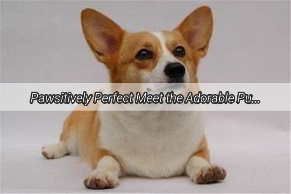 Pawsitively Perfect Meet the Adorable Pup Who Listens Like a Pro